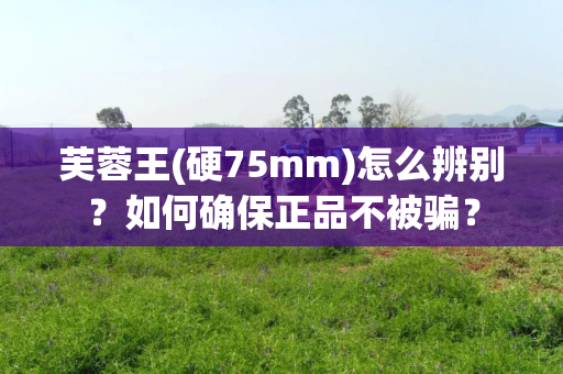 芙蓉王(硬75mm)怎么辨别？如何确保正品不被骗？